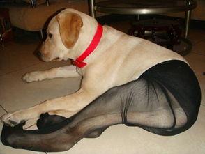 舔丝袜狗奴,揭秘舔丝袜狗奴的内心世界