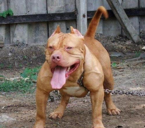 比特犬咬土狗视频,一场力量与勇气的较量