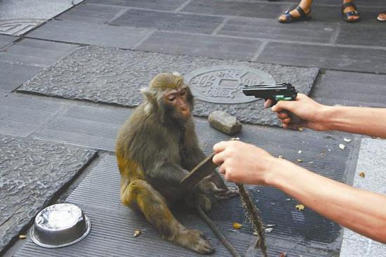 打猴子视频,惊险瞬间！视频揭秘打猴子事件全程