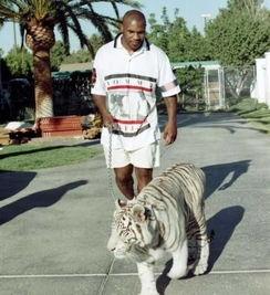 泰森今日爆料,今日爆料背后的惊人真相