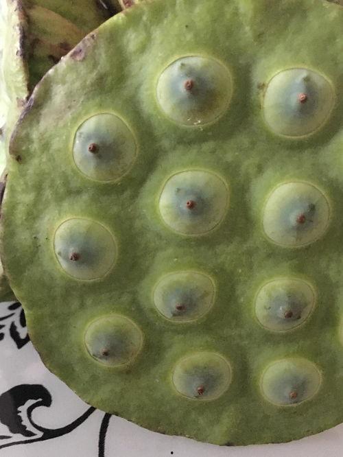 莲实 有无码,揭秘无码世界的神秘面纱