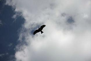 自由飞奔在线观看免费,在线免费观看，畅享无拘无束的冒险之旅