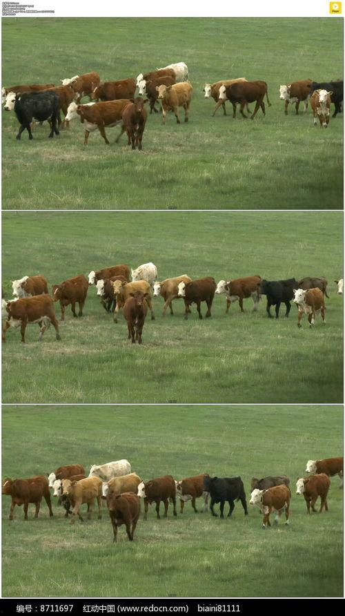 牛牛在线精品视频