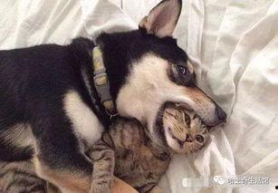 狗子黑料爆料图片高清视频,高清图片与视频揭示惊人真相