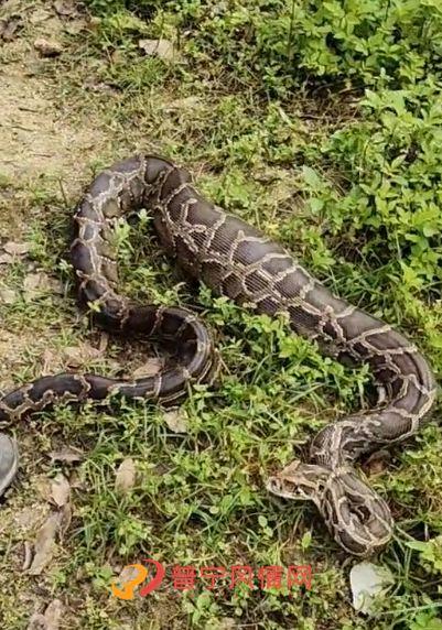 蟒蛇吃东西视频,惊心动魄的吞食过程揭秘