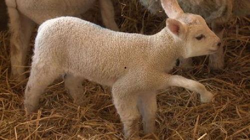 小羊最新爆料视频大全