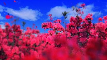 映山红视频,红色记忆中的青春之歌