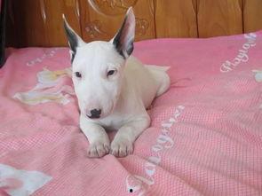 美国牛头梗犬打架视频,美国牛头梗犬激烈打斗场面曝光