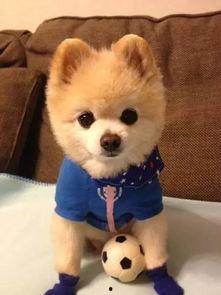 国外宠物视频,国外宠物视频精选集锦