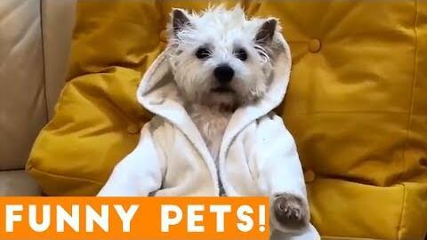 小狗 视频,小狗的欢乐时光