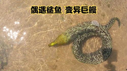 变异巨鳗在线观看免费,深海异变，惊悚免费观影之旅